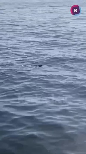 Очевидцы сняли на видео, как тюлень выходит из канала в Балтийское море