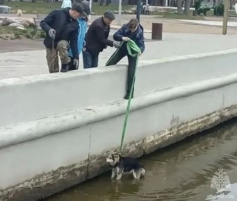В Светлом из морского канала спасли собаку
