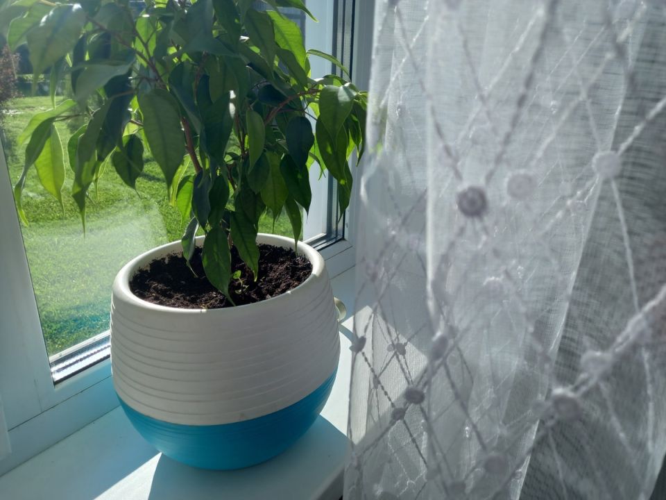 ���� �� ��������� ������ ��������: ��� �� ��������� ����� ���������