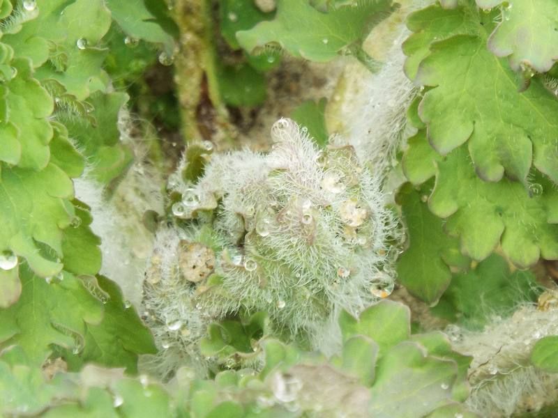 ��������� ���������� ���������� ������ �� ����� ������ � ������������