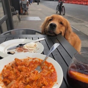 Даже пушистые туристы едут к нам