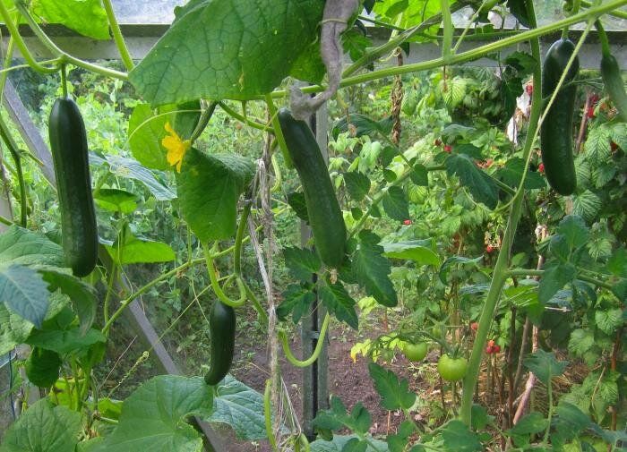 ������� ��������� ����������� �������: ����������� ��� ��������� �����