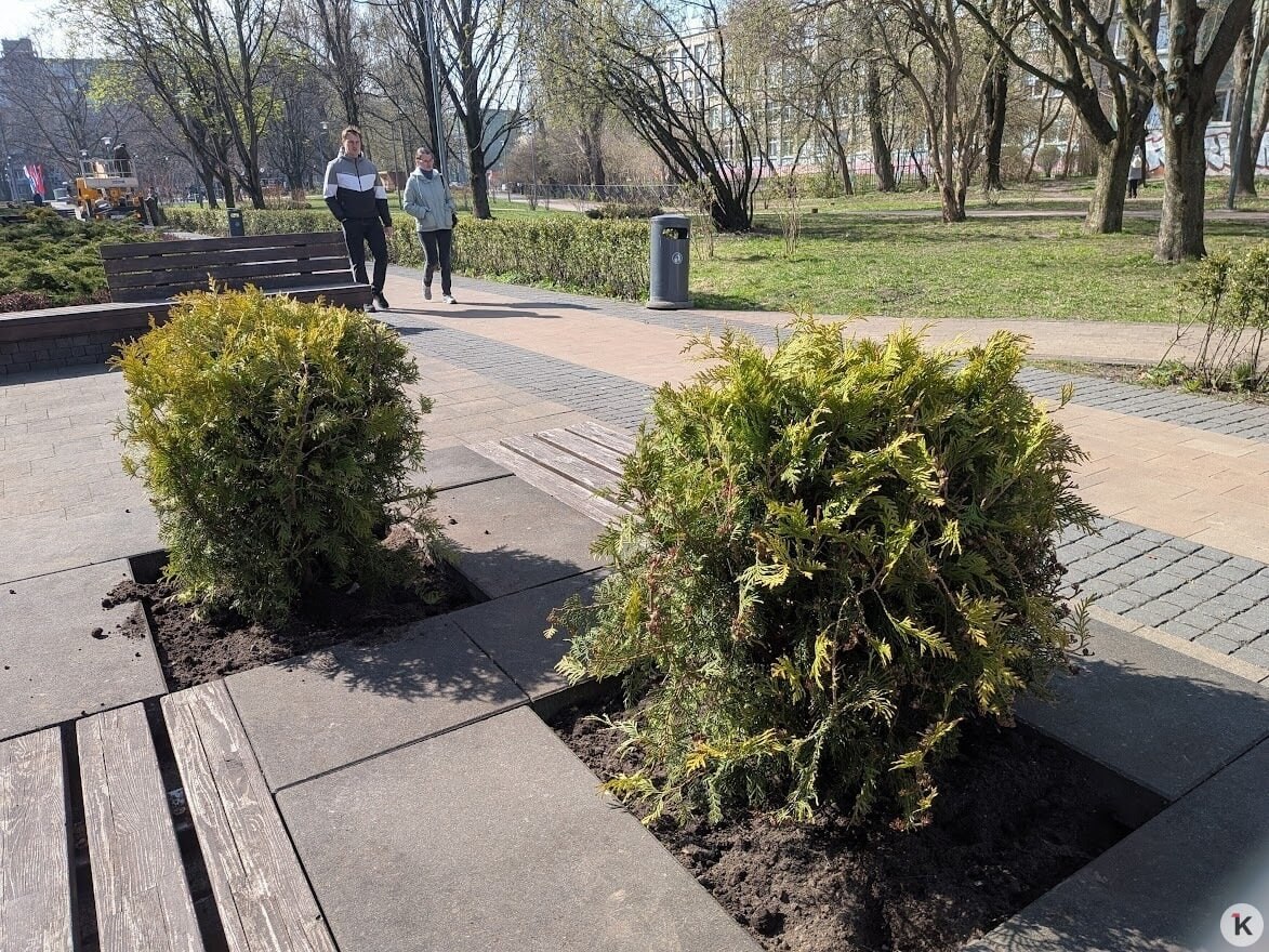 Лавровишни в пешеходной зоне на Рокоссовского заменили на туи Лавровишни в пешеходной зоне на Рокоссовского заменили на туи