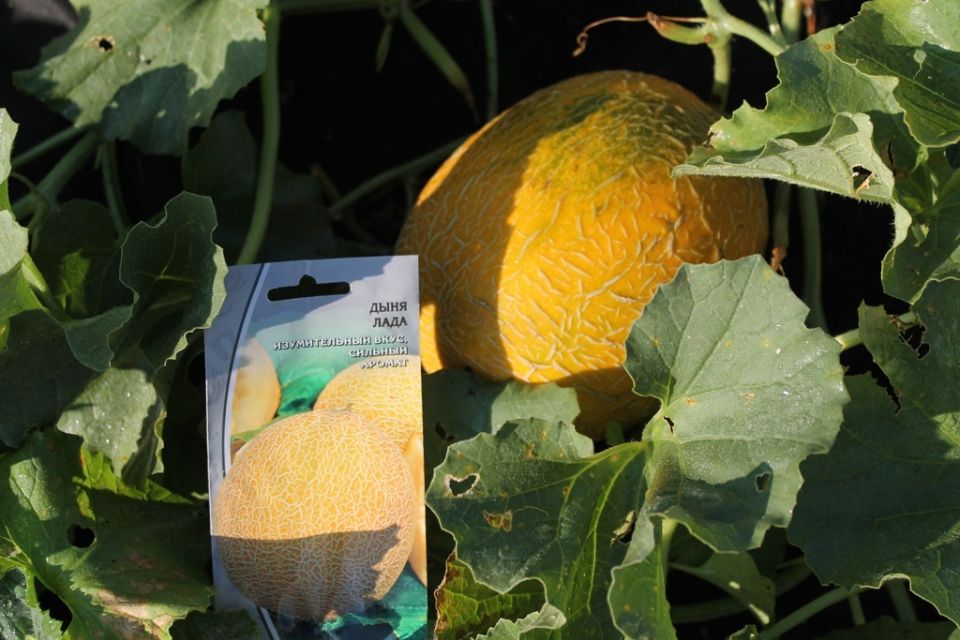 ���� � ��������� �������: ����������� ������