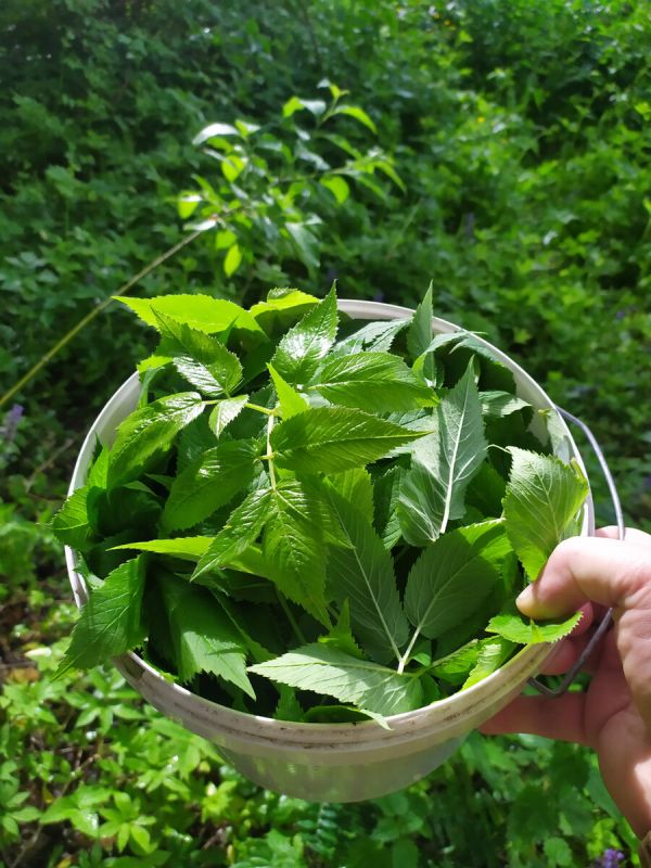 ������� �� ������: ������������ ��������� ����� � ��������