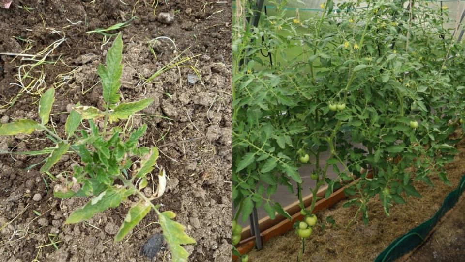 ��� ������� ������ �������� �� ��������������