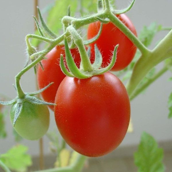 ��� ��������� ������ ������: ������� ��������� ������ � ���������� ������