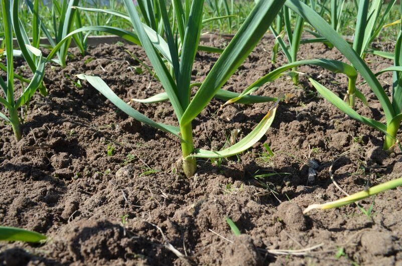 ����� ��������� ����� �� ��������: ��� �������� ������� ����