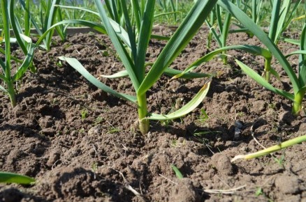 ����� ��������� ����� �� ��������: ��� �������� ������� ����