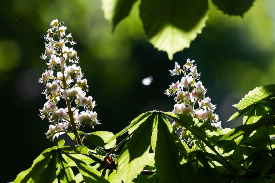 ���������� �� ���� � ������ ������� ��-�� �������� ������� �� ������� ����� �������� ���� ������������ � ��������