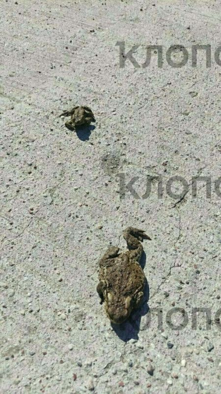 �� �������� ���� �������� ��������� ���, ������������ ����������� � �������� �����