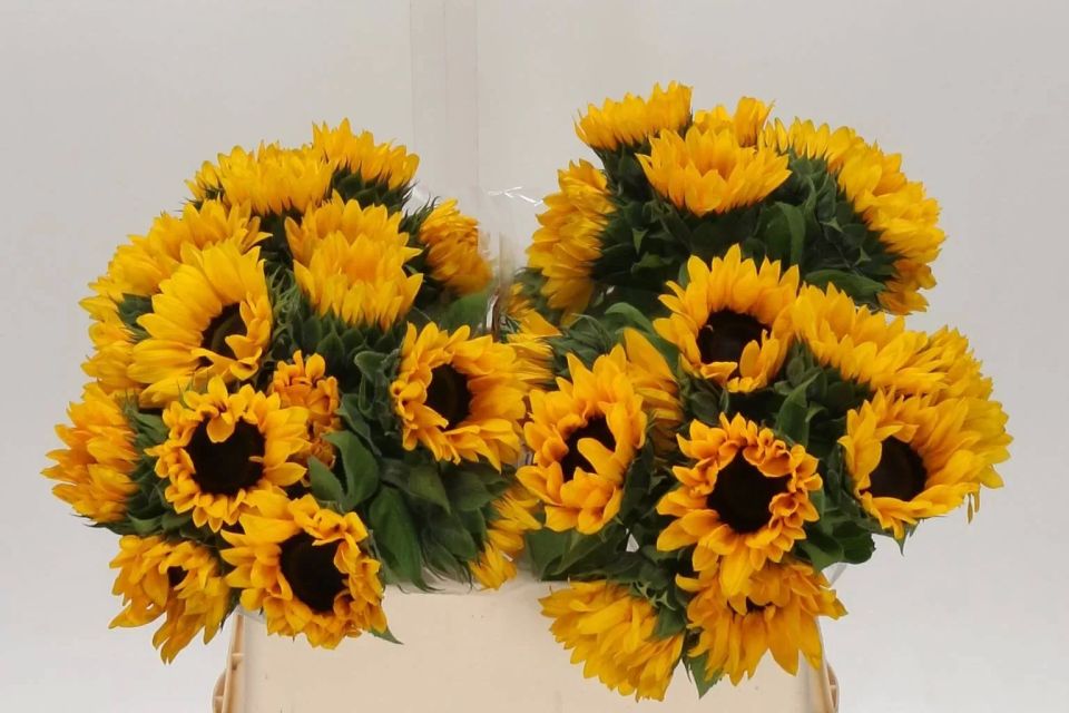 ���������������� ������ ����������� ������ � ��������� ������, ����������� � ��������������� �������