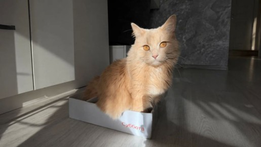 ��������, ������ ���! ����� ������, �������� � ��. ������� 21. ��� ����� ���� � �������� �����