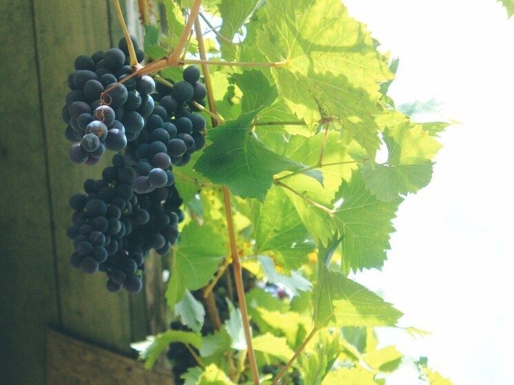 ������� �������� ����������: ����� � ������ � ������� �����������