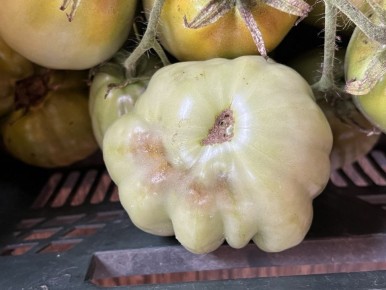 ��� �������� ������ �� �����������: ������ ������� ���������