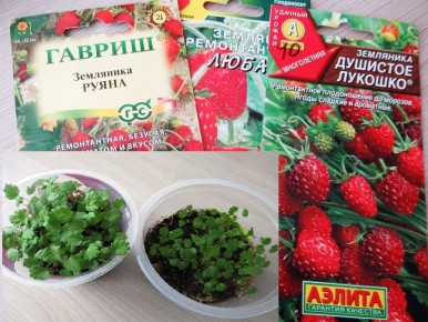 ��������� �� �����: ��� ������� ������ ��� � ���� ����