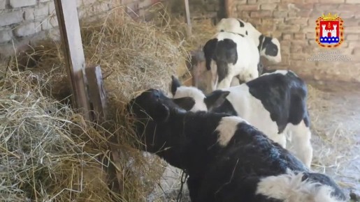 6 �����, ��� � ����, 4 �������, 5 �������, ����, ���� � �������� � ��� ��� ������� ��������� ����� �� ������ ���� ����������� �� ���