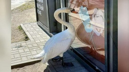 ��������������� ��������� ���������������� ��������� �������-�������� �� ������ �����