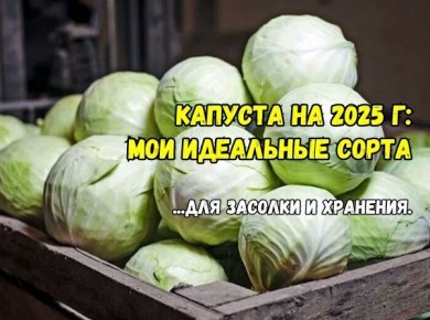 ��� ������� ����� �������, ������� ����� ���������� � 2025 ����