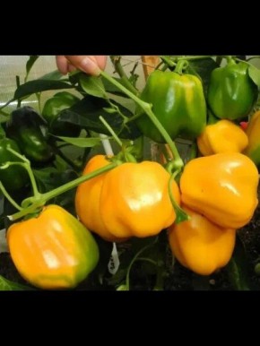 ����� ������� �������: ��� ��������� �������� �� ����� �������