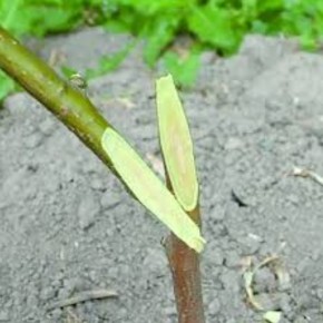 �����������: ������� �������� �������� �������� �������� ��� ��������