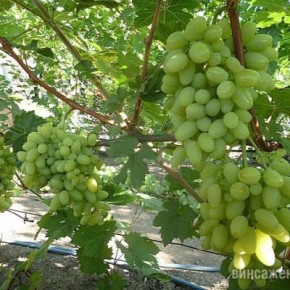 �������� �������: ������� ������� � ���������� ��������