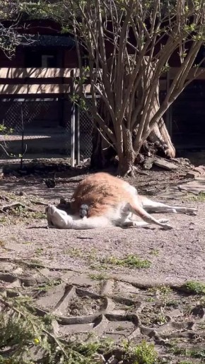 ������� ���� �� ���������������� �������� ������������ ������� � ������