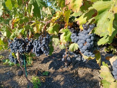 ��� ���-������ ������� ����� �������, �������-��������, ��������, ������?