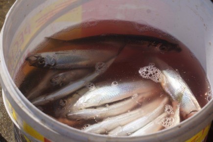 ���� ������� � ��������� �������� �������������� �����