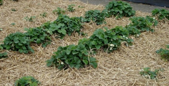 ������������� �� ����: ��������� ��� �������?