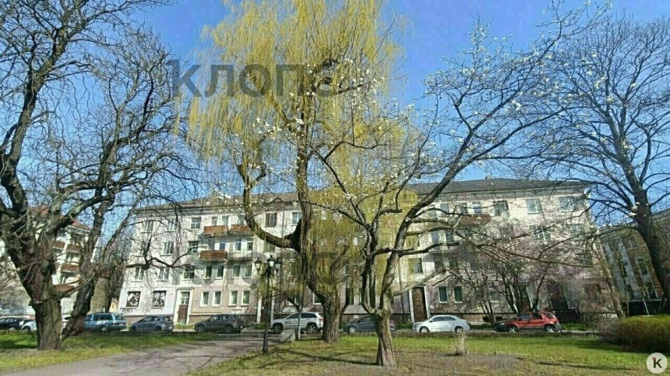 Магнолию у драмтеатра в Калининграде обрезали без разрешения