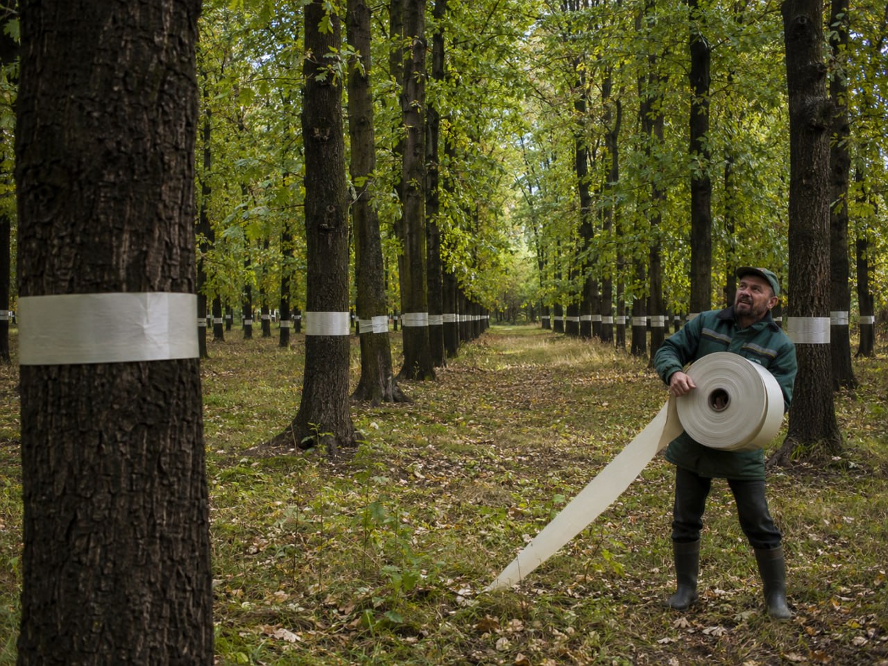 В лесах Калининградской области расставили 300 феромонных ловушек