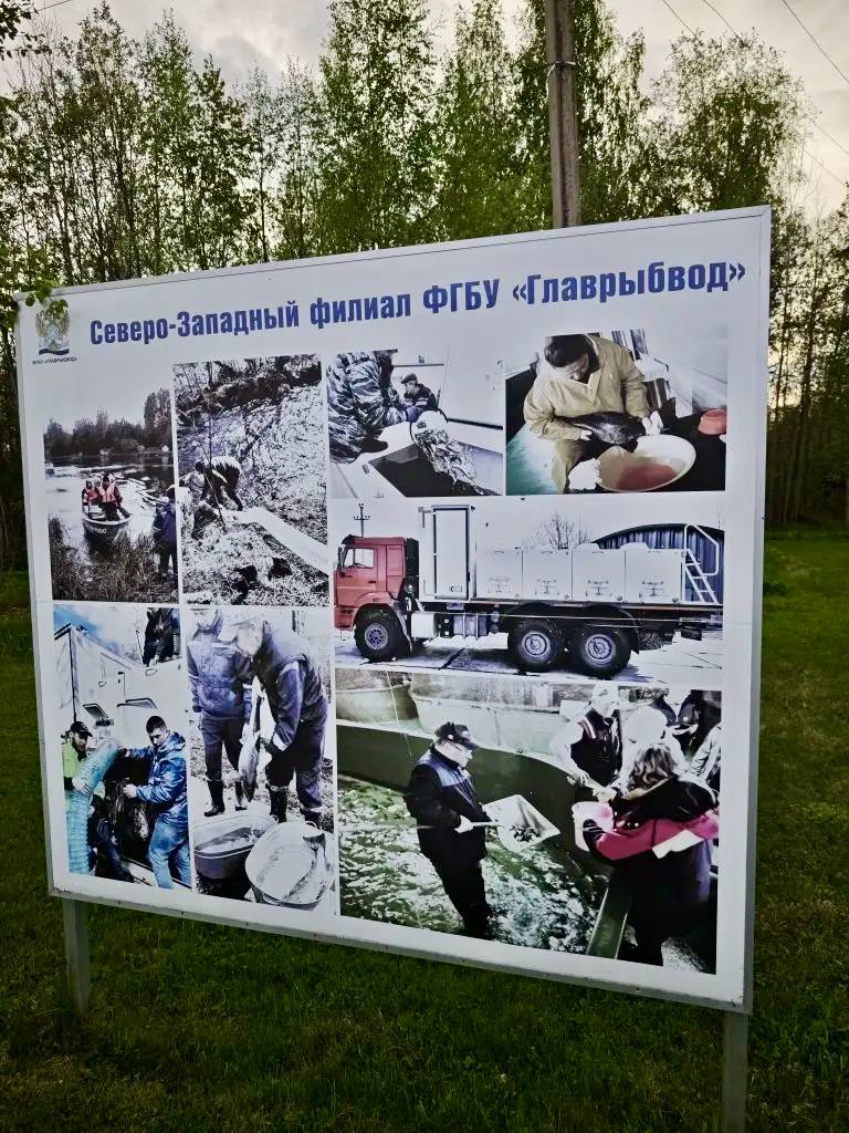 Виталий Милонов посетил Невский рыбоводный завод и обсудил меры по сохранению балтийского лосося Виталий Милонов посетил Невский рыбоводный завод и обсудил меры по сохранению балтийского лосося