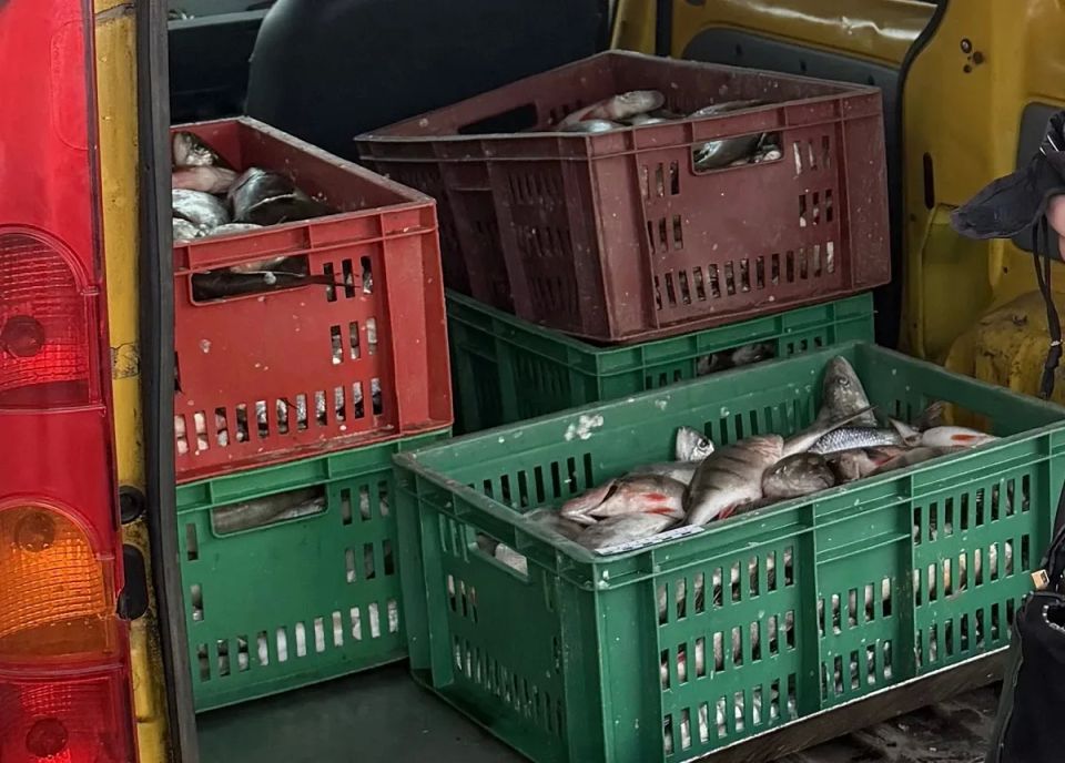 Сотрудниками калининградской транспортной полиции раскрыта кража водных биоресурсов общей массой около 160 кг, совершённая группой лиц по предварительному сговору Сотрудниками калининградской транспортной полиции раскрыта кража водных биоресурсов общей массой около 160 кг, совершённая группой лиц по предварительному сговору