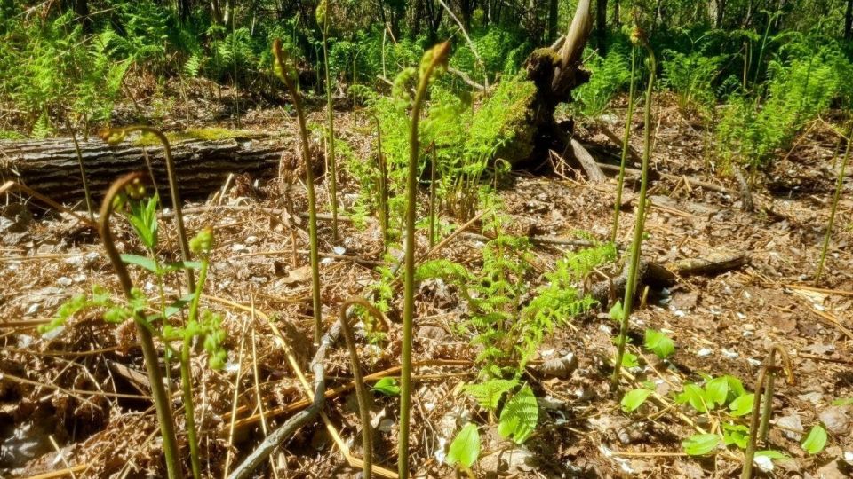 Сезон сбора папоротника в ближайших к Калининграду лесах может закончиться, едва успев начаться Сезон сбора папоротника в ближайших к Калининграду лесах может закончиться, едва успев начаться
