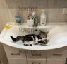 Калининградка выходила двухмесячного котёнка, которого по недоброй традиции подбросили к домикам зеленоградской «Котофейни»