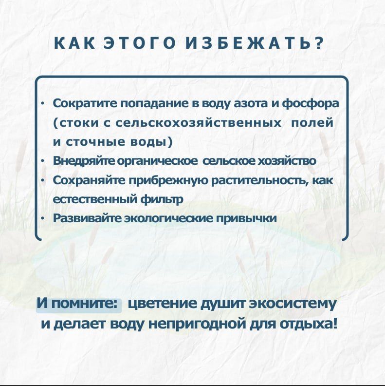 Вы замечали, что некоторые озёра и заливы Калининградской области летом превращаются в густой зеленый «кисель»? Вы замечали, что некоторые озёра и заливы Калининградской области летом превращаются в густой зеленый «кисель»?