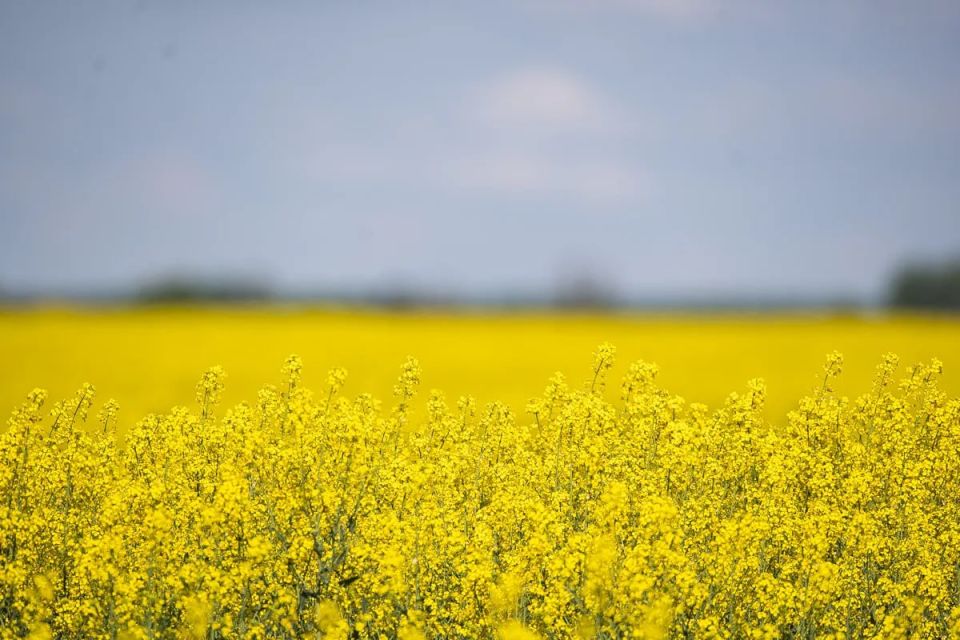 На полях Калининградской области зацвёл рапс