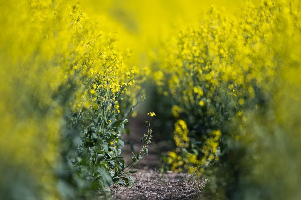 На полях Калининградской области зацвёл рапс На полях Калининградской области зацвёл рапс