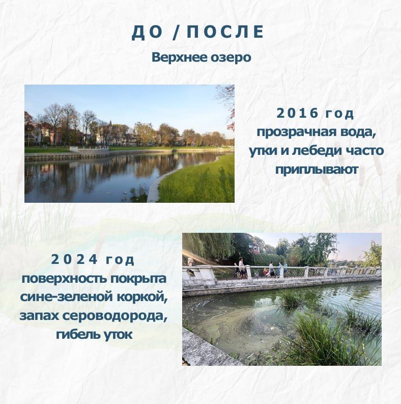Вы замечали, что некоторые озёра и заливы Калининградской области летом превращаются в густой зеленый «кисель»? Вы замечали, что некоторые озёра и заливы Калининградской области летом превращаются в густой зеленый «кисель»?
