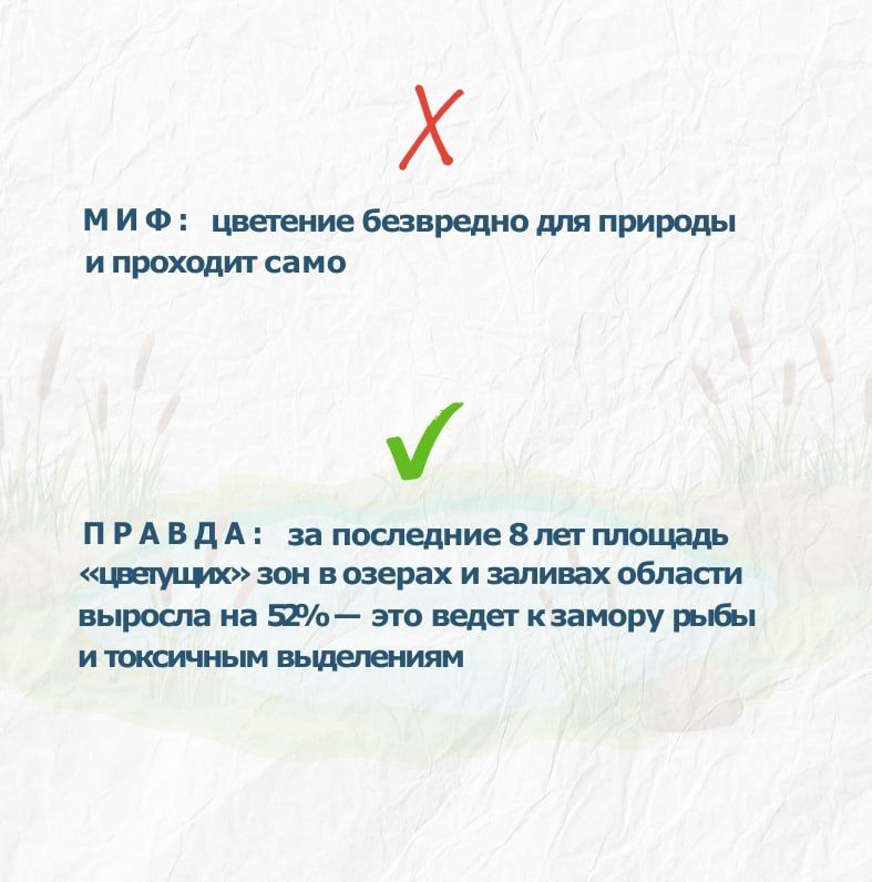 Вы замечали, что некоторые озёра и заливы Калининградской области летом превращаются в густой зеленый «кисель»? Вы замечали, что некоторые озёра и заливы Калининградской области летом превращаются в густой зеленый «кисель»?