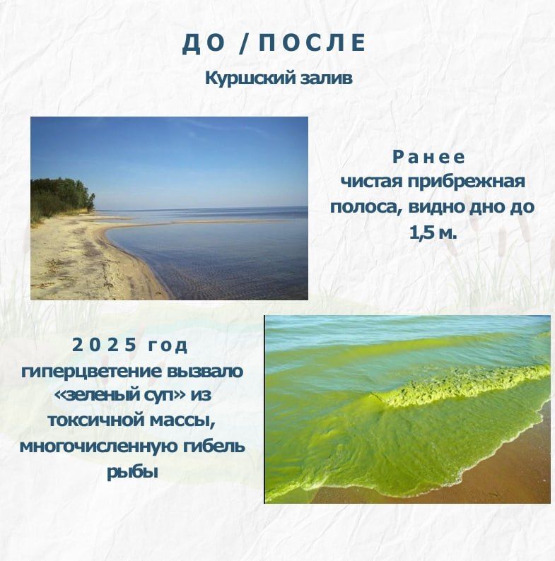 Вы замечали, что некоторые озёра и заливы Калининградской области летом превращаются в густой зеленый «кисель»? Вы замечали, что некоторые озёра и заливы Калининградской области летом превращаются в густой зеленый «кисель»?