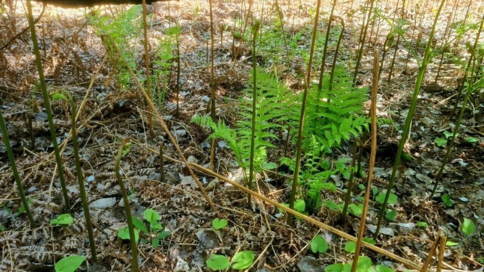 Сезон сбора папоротника в ближайших к Калининграду лесах может закончиться, едва успев начаться