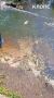 На Нижнем озере в Калининграде рыба выбрасывается из воды