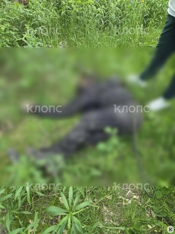 В Калининграде в заброшенном здании на улице Пархоменко нашли тело мужчины В Калининграде в заброшенном здании на улице Пархоменко нашли тело мужчины