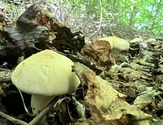 В Калининградской области пошли первые маслята В Калининградской области пошли первые маслята