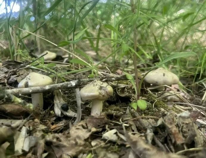 В Калининградской области пошли первые маслята В Калининградской области пошли первые маслята
