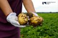 Для тех, кто пропустил вчера Международный день картофеля, предлагаем восстановить справедливость и приготовить любимое блюдо из этого популярного корнеплода сегодня