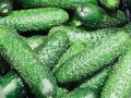 В огурцах Гурьевского района нашли безопасные нитраты