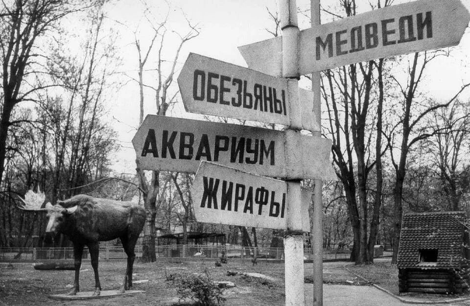 Плавают в море, приходят на ужин и прыгают в бассейн: что чудят лоси в Калининградской области Плавают в море, приходят на ужин и прыгают в бассейн: что чудят лоси в Калининградской области